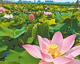 白河蓮花季5月7日起跑　約2成盛開