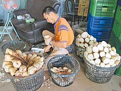 颱風減產　台中潭子綠竹筍漲價2成